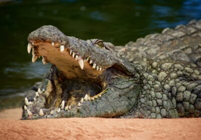 Heróico! Jovem abre boca de crocodilo para salvar a irmã mais nova