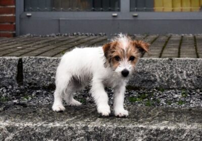 Alerta! Abandonar animais em feiras e mercados é considerado crime