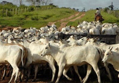 Confirmado caso positivo do ‘mal da vaca louca’ no Pará