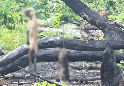 Crueldade: Cachorros são enforcados em área de mata; vídeo