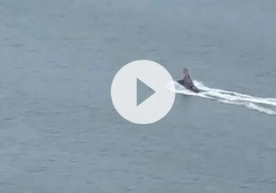 Vídeo: dinossauro é visto em jet ski no Balneário Camboriú