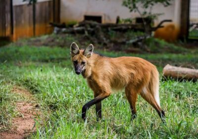 Homem adota ‘cachorro’ e descobre que levou lobo-guará para casa; vídeo