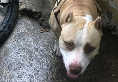 Homem mata pitbull da vizinha a facadas e é preso em Manaus