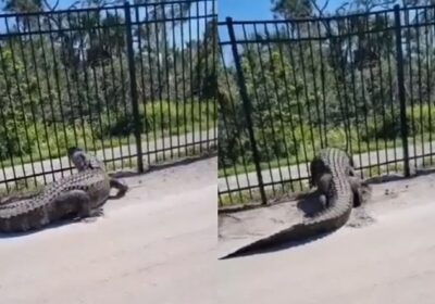 Jacaré gigantesco entorta cerca de ferro e invade campo; veja vídeo