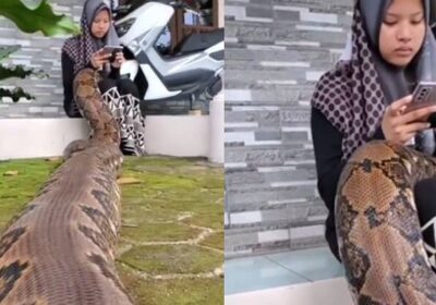 Jovem assusta internautas ao aparecer com serpente gigantesca de estimação no colo