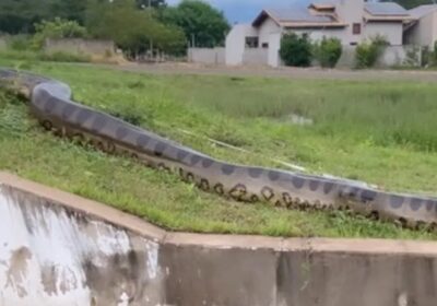 VÍDEO: Sucuri gigante é flagrada ‘passeando’ perto de moradores em MS