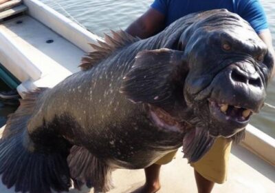 Foto de peixe-gorila choca internet e cria teorias mais loucas sobre o bicho