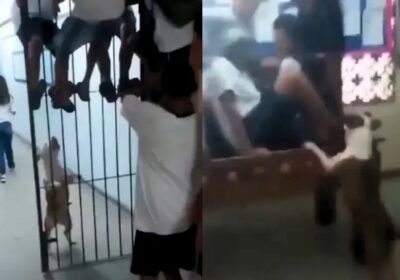 Pitbull invade escola e ataca alunos que estavam no pátio; vídeo