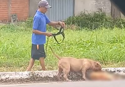 Vídeo impressionante mostra ataque brutal de pitbull a outro cão; assista!