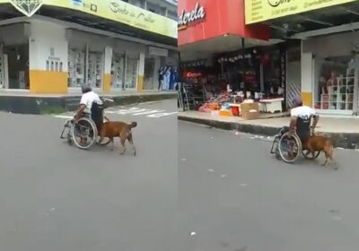 Cachorro caramelo ajuda cadeirante a subir ladeira em Manaus; veja vídeo