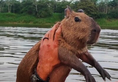 Capivara “Filó” poderá ter zoológico do Cigs como “novo lar”