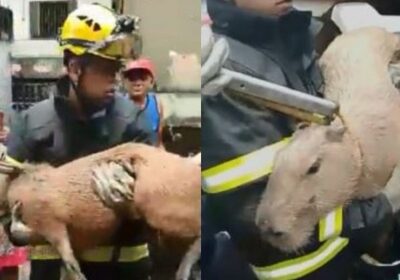 VÍDEO: Capivara atropelada é resgatada na zona leste de Manaus