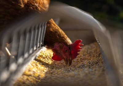 Gripe aviária leva Brasil a decretar emergência zoossanitária