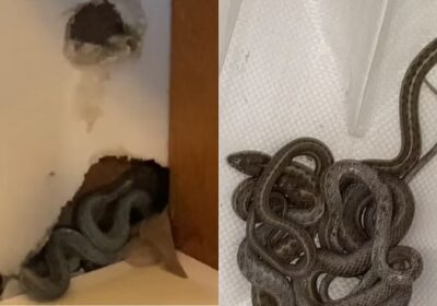 Mulher compra casa dos sonhos e descobre infestação de cobras