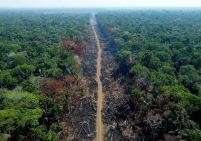 Cai em 31% o desmatamento na Amazônia de janeiro a maio