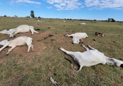 Mais de mil bovinos morrem de frio; prejuízo estimado é de R$ 3 milhões