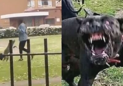 Mulher é brutalmente atacada por três pitbulls; vídeo