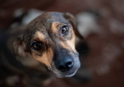 Polícia prende casal suspeito de matar e comer cachorro