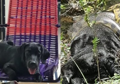 VÍDEO: Sucuri ataca e mata cachorro labrador de 50kg em igarapé de chácara