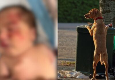 Cachorro de rua encontra bebê abandonada dentro de saco de lixo