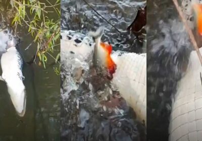 Piranhas devoram jacaré em rio no Tocantins; veja vídeo