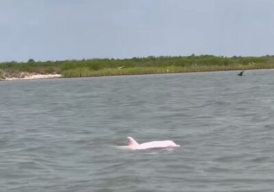 VÍDEO: no clima de ‘Barbie’, raro golfinho cor-de-rosa é flagrado e viraliza