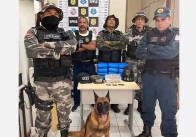 ‘Supermaconha’ avaliada em quase R$ 400 mil sai de Manaus e é apreendida no Pará