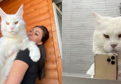 VÍDEO: ‘maior gato do mundo’ mostra habilidades e viraliza na internet