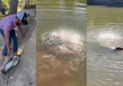 VÍDEO: Homem joga cabeça de boi em igarapé e piranhas devoram em segundos