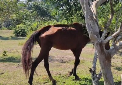 Seis cavalos em situação de maus tratos são resgatados no município de Rio Preto da Eva