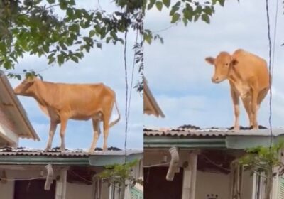 VÍDEO: Vaca vai parar no telhado de casa após passagem de ciclone