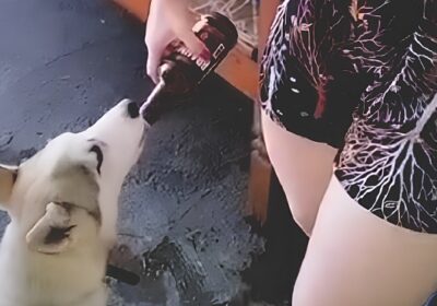 VÍDEO: Mulher leva multa de R$ 3 mil após oferecer cerveja para cachorro