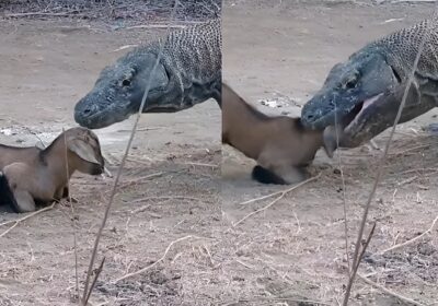 VÍDEO: ‘A sobrevivência não é para os fracos’: dragão-de-komodo engole cabra inteira em 20 segundos