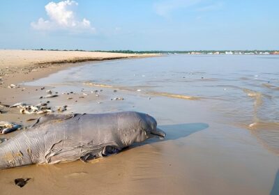 Mais de 170 botos já morreram por conta da seca que castiga o Amazonas