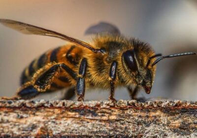 Ataque de abelhas mata idoso e deixa ao menos 12 feridos em asilo