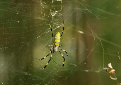 Cientistas temem invasão de aranhas gigantes e ‘voadoras’ nos Estado