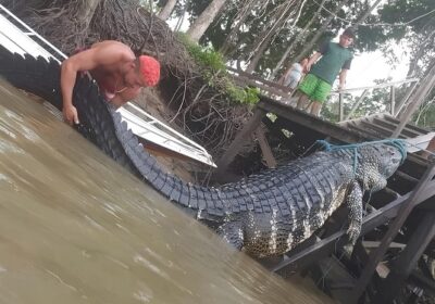 Jacaré gigante é capturado por pescadores na Amazônia