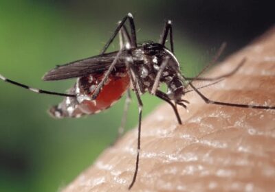 Dengue: 4 mil pessoas são internadas por mês no Brasil; procura por vacina aumenta nas farmácias