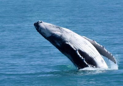 Bolsonaro depõe sobre caso de suposta importunação de animal marinho