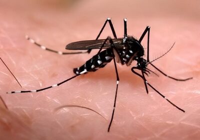 Brasil se aproxima de 6 milhões de casos e 4 mil mortes por Dengue