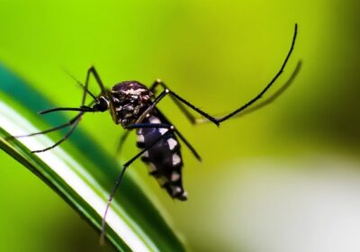 Brasil pode ter recorde de casos de dengue em 2024, diz Ministério da Saúde