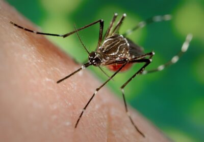 Brasil tem mais de um milhão de casos de dengue este ano