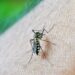 Brasil ultrapassa 5 milhões de casos de dengue e bate novo recorde