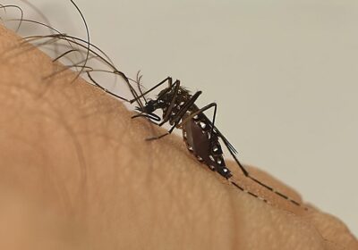 Com 6,3 milhões de casos prováveis, Brasil lidera ranking de dengue