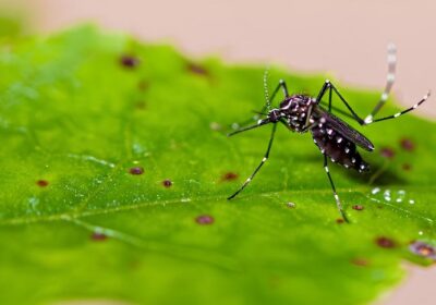 Maioria da população aceitaria tomar a vacina contra a dengue, diz pesquisa