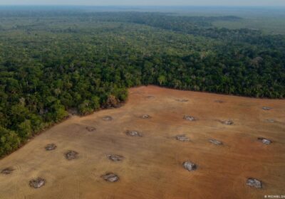 Desmatamento na Amazônia é o menor dos últimos 6 anos, diz Instituto