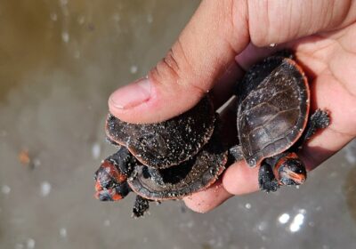 Mais de mil quelônios são soltos por comunitários em Reserva no Amazonas