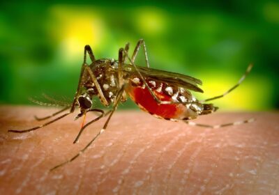 No Amazonas, casos de Dengue este ano superam os de 2023