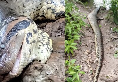 VÍDEO: Com quase sete metros, sucuri que viralizou na web é encontrada morta