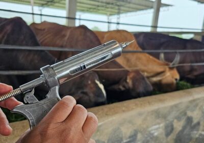 Idam alerta sobre fim do prazo para vacinação contra febre aftosa no Amazonas